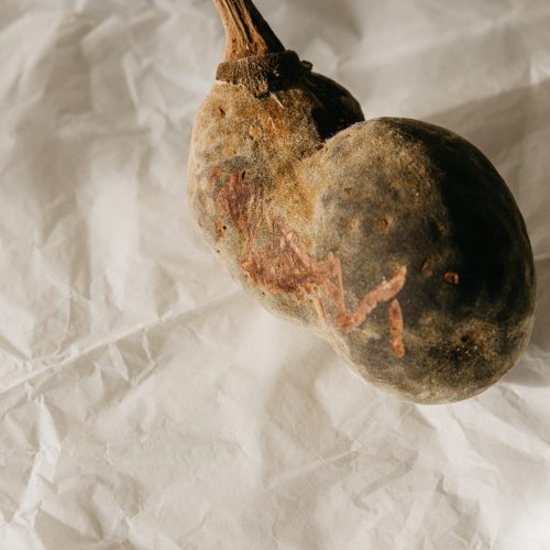 Baobab